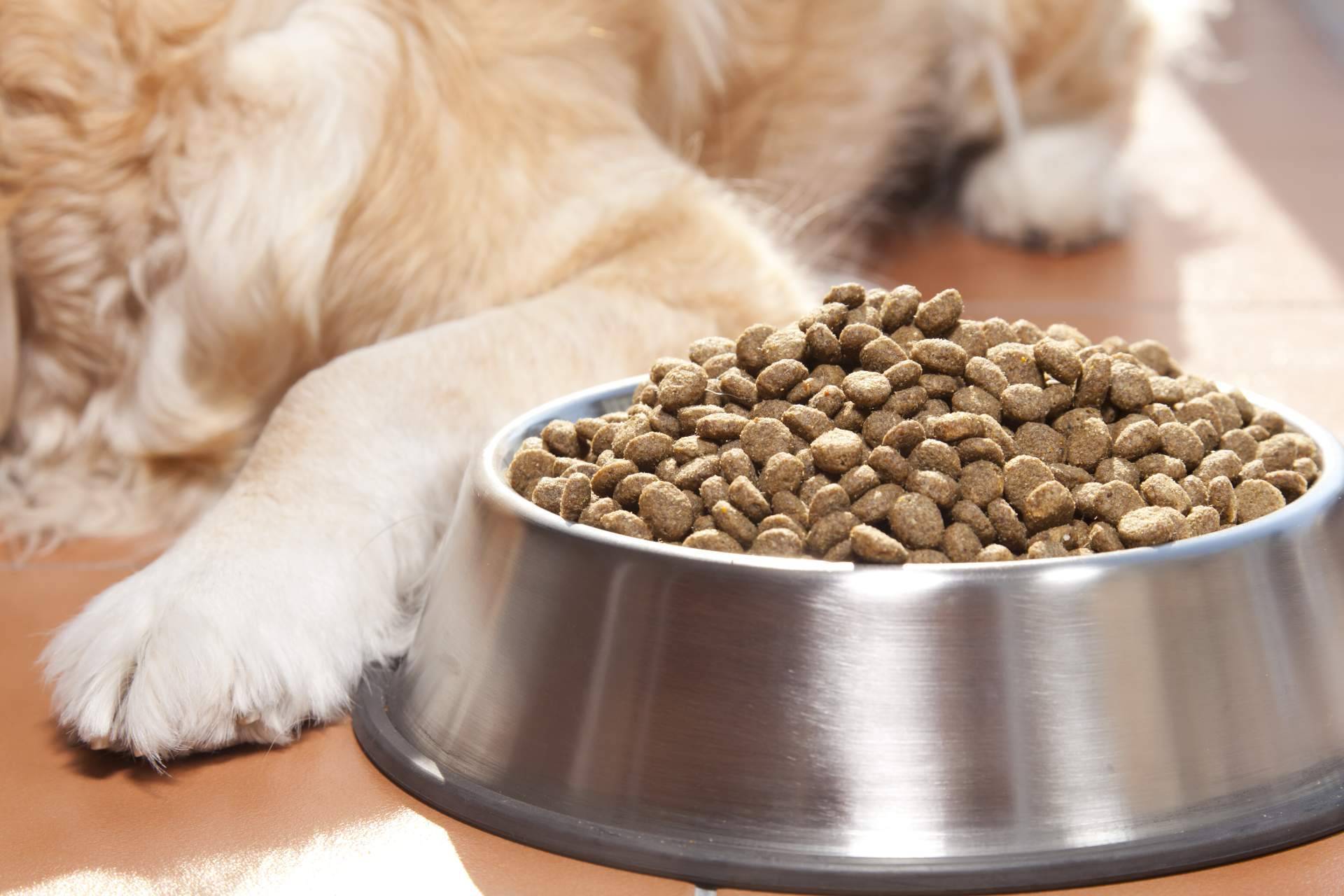 Kaman Pet, la startup que quiere revolucionar la manera de elegir y comprar alimento para perros
