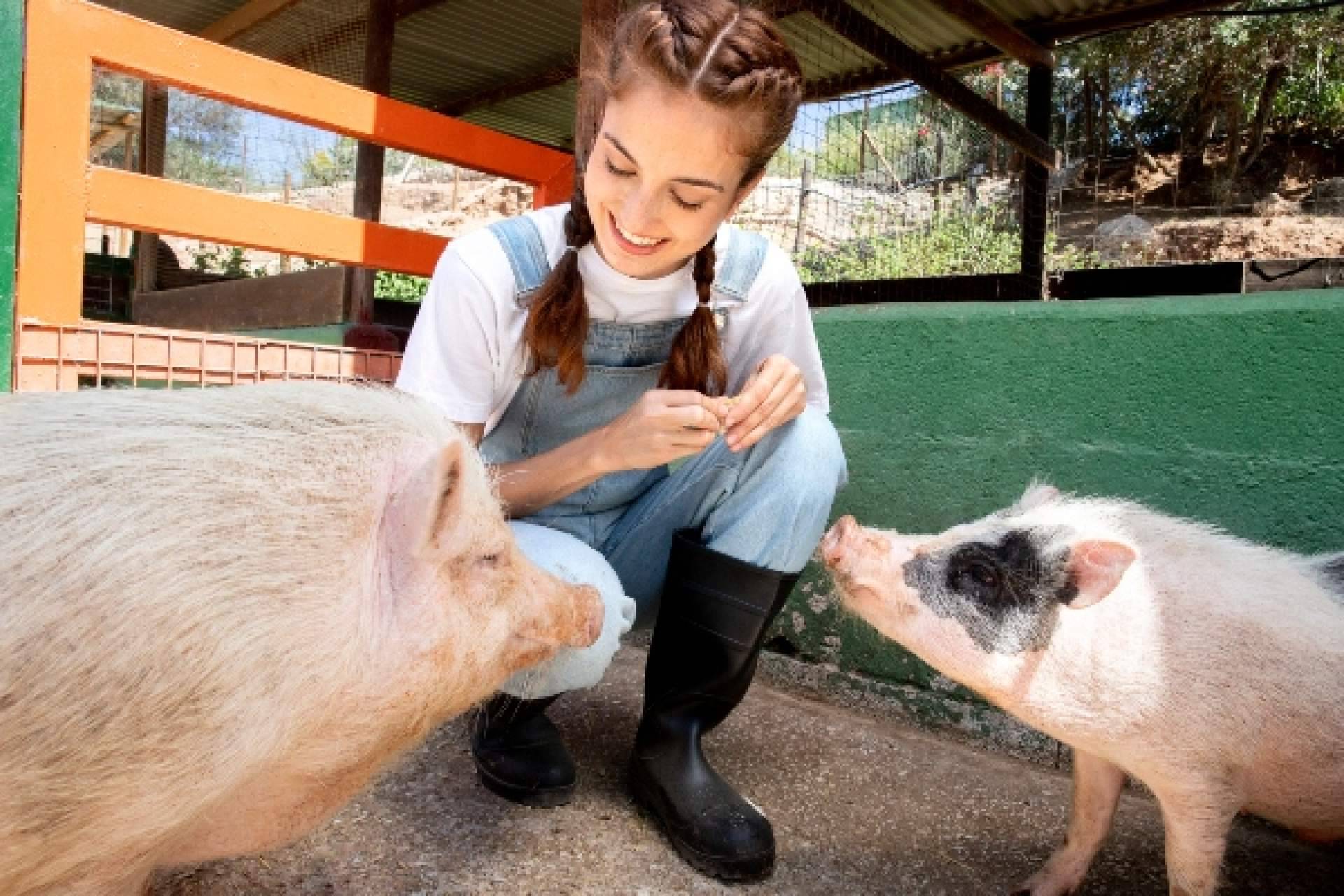 Etapas de alimento para cerdos determinan rentabilidad del negocio
