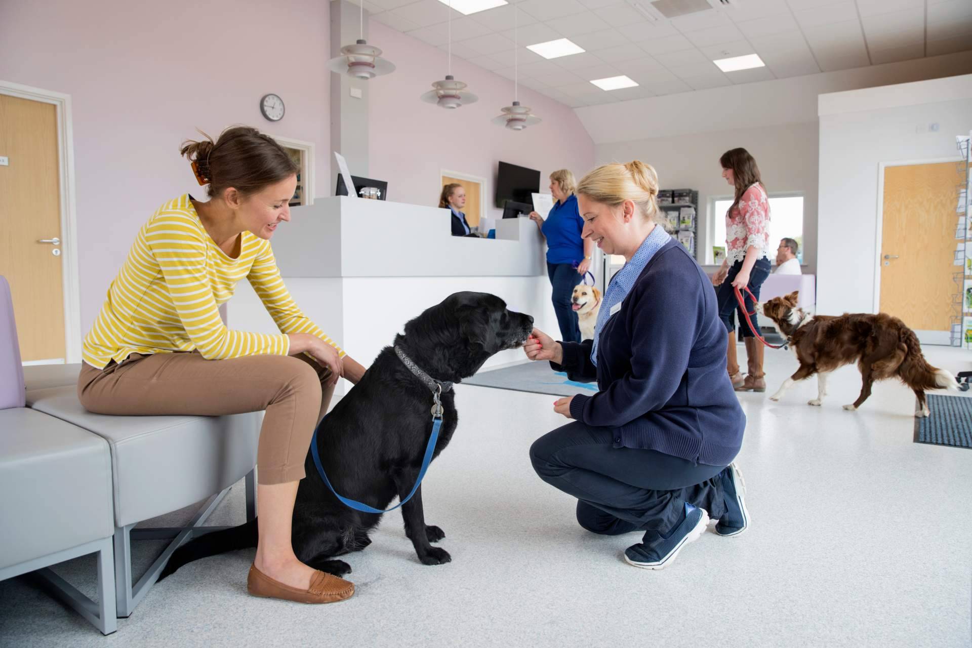 Evaluaciones psicológicas emotional support animal para viajar con mascota, por Mejor Hablemos