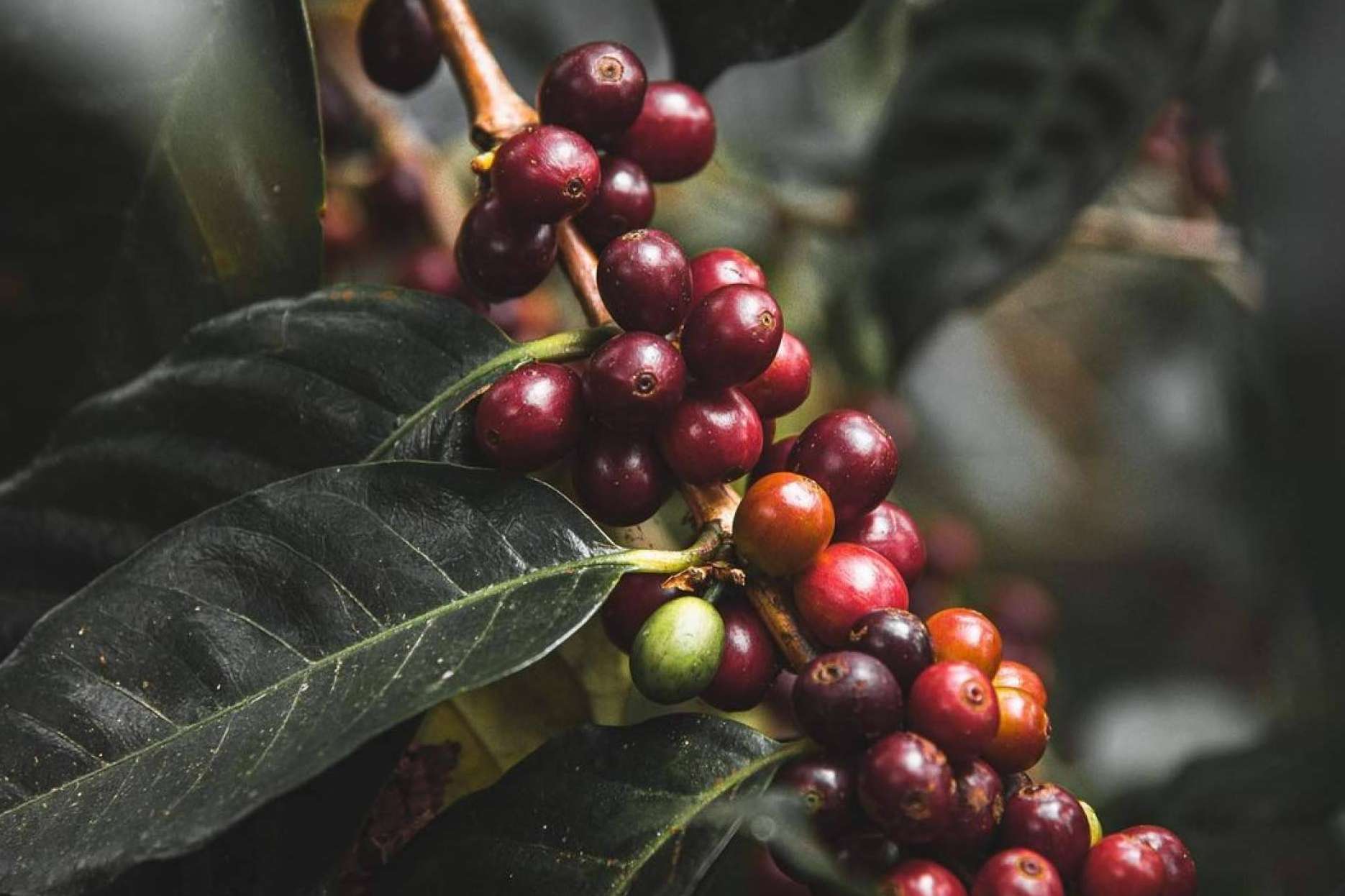 El Café Catuai, un tesoro que revoluciona la industria del café de lujo